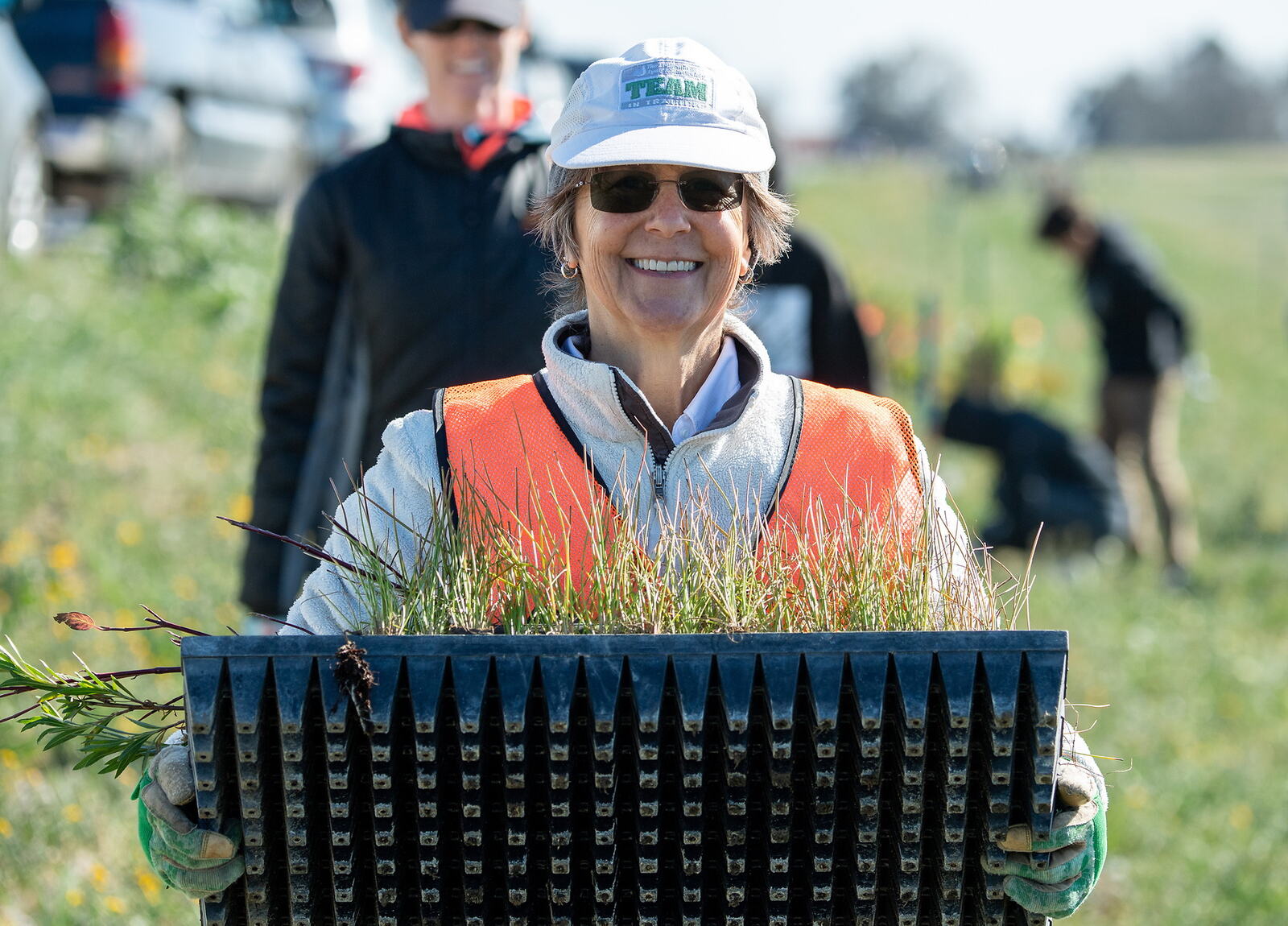 A volunteer carrying a tray of seedlings at a restoration planting